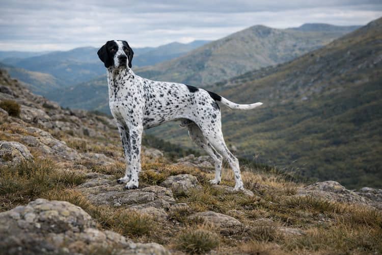 Braque d’auvergne i stående jaktpose på bergig naturmark i Auvergne, Frankrike, med vit päls och svarta prickar i rasens naturliga miljö