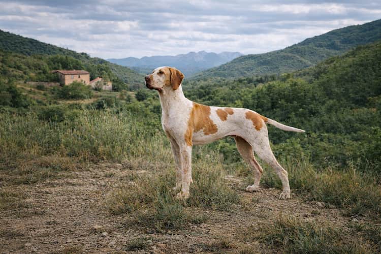 Braque de l’Ariège står vaksamt i kuperat landskap i södra Frankrike, vit och orange jakt­hund fotograferad i naturlig miljö med berg och grönska i bakgrunden