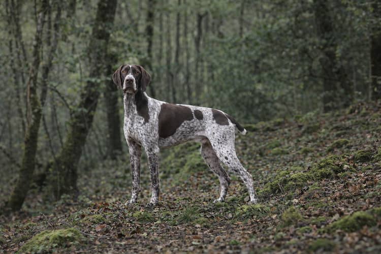 Braque français type gascogne stående i skogsmiljö, stor fransk stående fågelhund med brunvit, lätt prickig päls och atletisk kroppsbyggnad