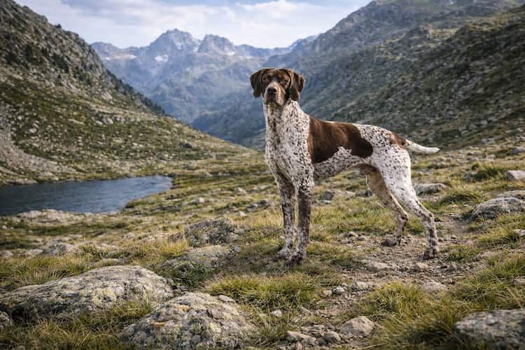 Braque français type pyrénées står vaksamt i alpint bergslandskap med sjö och fjäll i bakgrunden, brun- och vitfläckig jakthund fotograferad i naturlig miljö