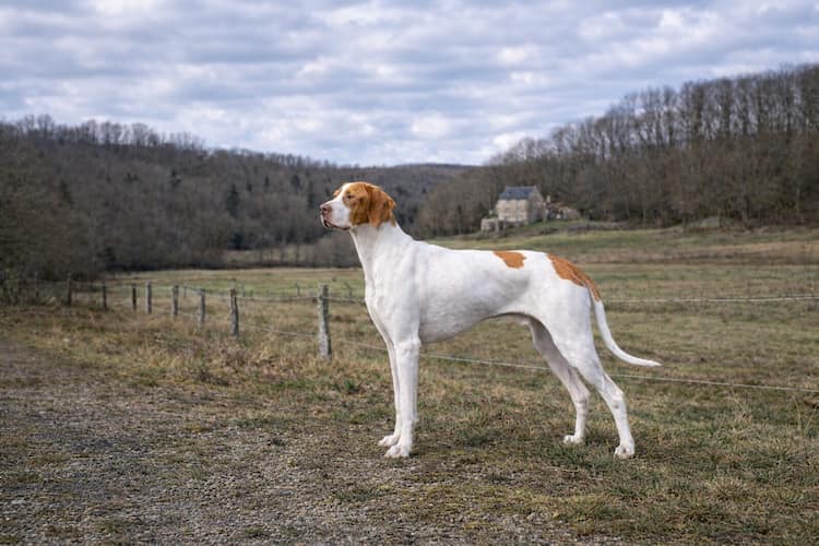 Braque saint-germain står i profil i fransk landsbygd med öppna fält och skog i bakgrunden, vit och orange jakt­hund i naturlig miljö
