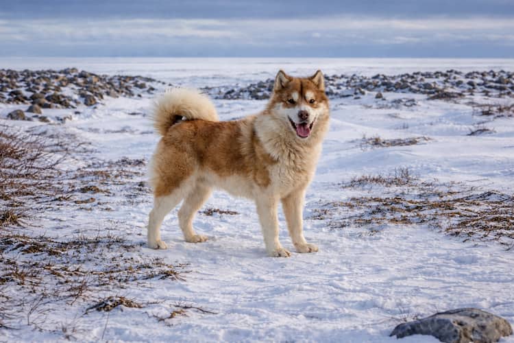 Canadian eskimo dog som står i arktiskt landskap med snö, tät dubbelpäls och kraftig kroppsbyggnad anpassad för dragarbete i kallt klimat