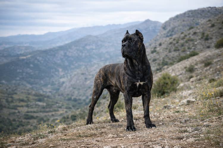 Cane corso i naturlig miljö – kraftfull, muskulös vakthund fotograferad i kuperat italienskt bergslandskap