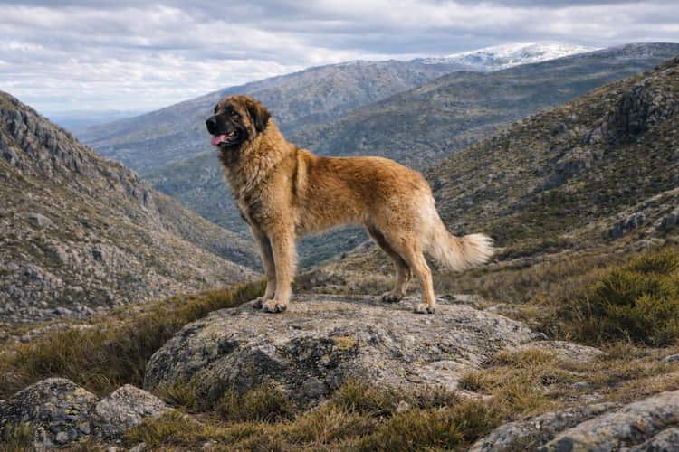 Cão da serra da estrela i sin naturliga miljö i Serra da Estrela-bergen i Portugal, stor portugisisk boskapsvaktare med kraftig byggnad och tät päls