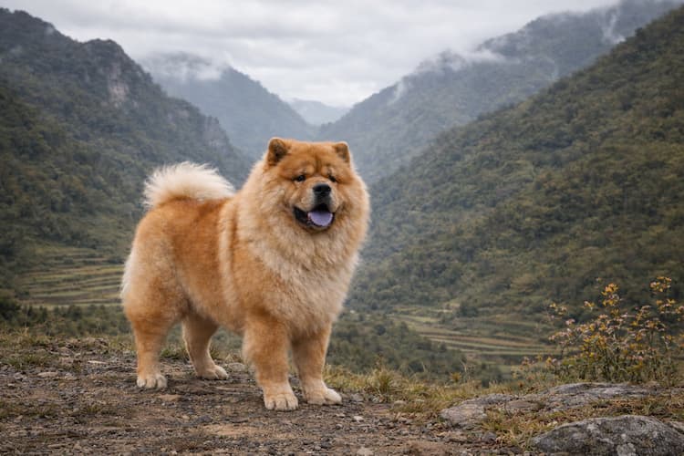 Chow Chow med tät röd päls står på bergssluttning i dimmigt landskap med terrasserade fält och gröna berg i bakgrunden