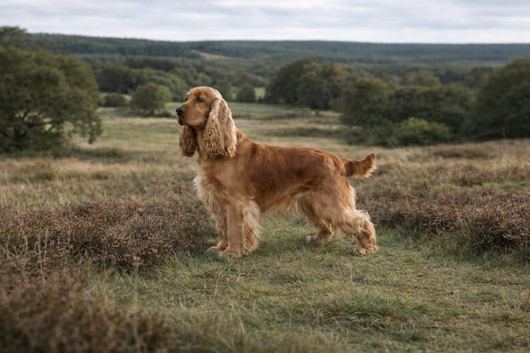 Engelsk cocker spaniel i naturlig landsbygdsmiljö, stående i öppet hedlandskap med träd och fält i bakgrunden