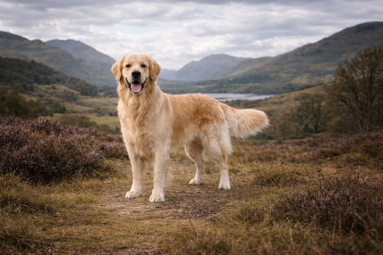 Golden retriever står i ett öppet hedlandskap med kullar och berg i bakgrunden, vuxen hund med gyllene päls i naturlig miljö