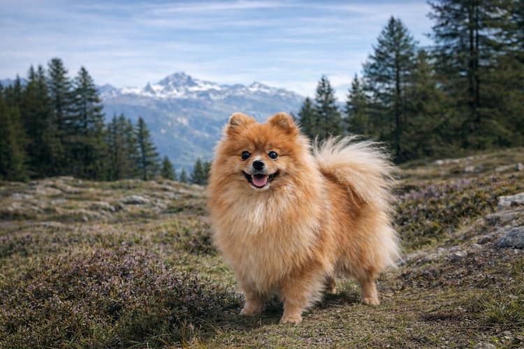Pomeranian som står i naturlig bergsmiljö med barrskog och fjäll i bakgrunden, fotografi av den lilla spetsrasen utomhus