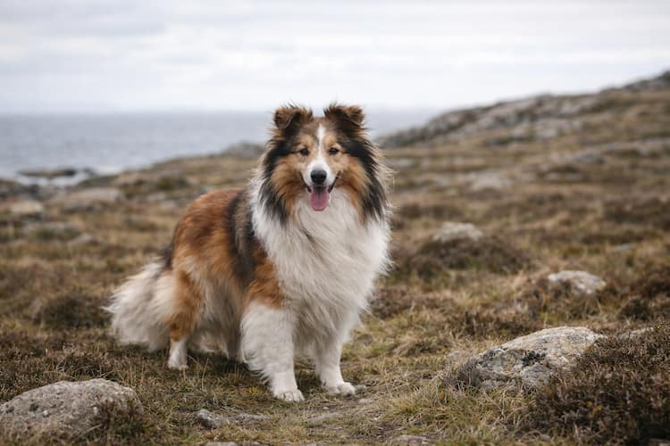 Shetland Sheepdog med lång sobelfärgad och vit päls som står på stenig kusthed i naturlig utomhusmiljö